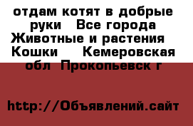 отдам котят в добрые руки - Все города Животные и растения » Кошки   . Кемеровская обл.,Прокопьевск г.